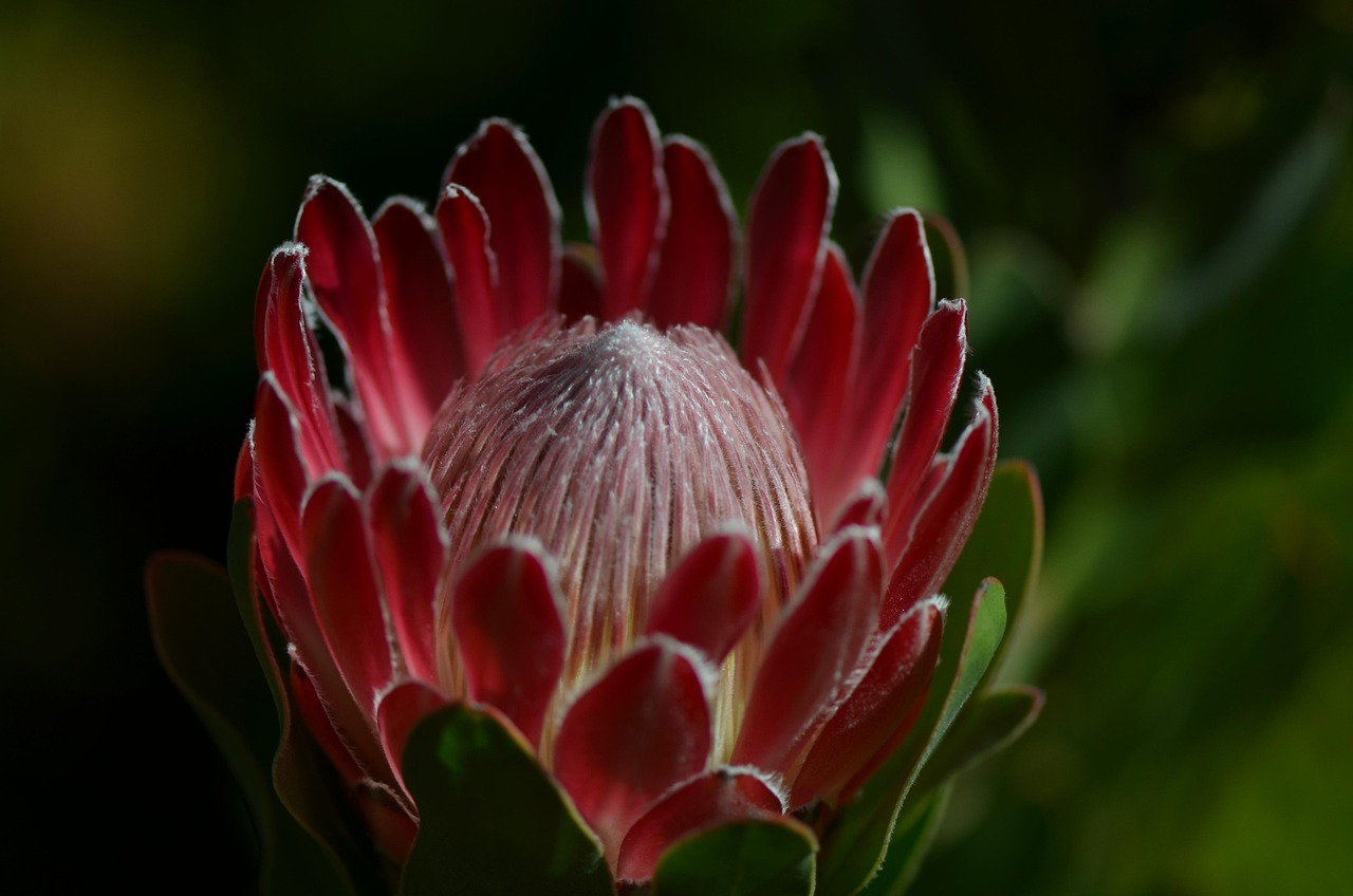 Beyond the Feeder: Why Native Plants Are the Real Hummingbird Magnet