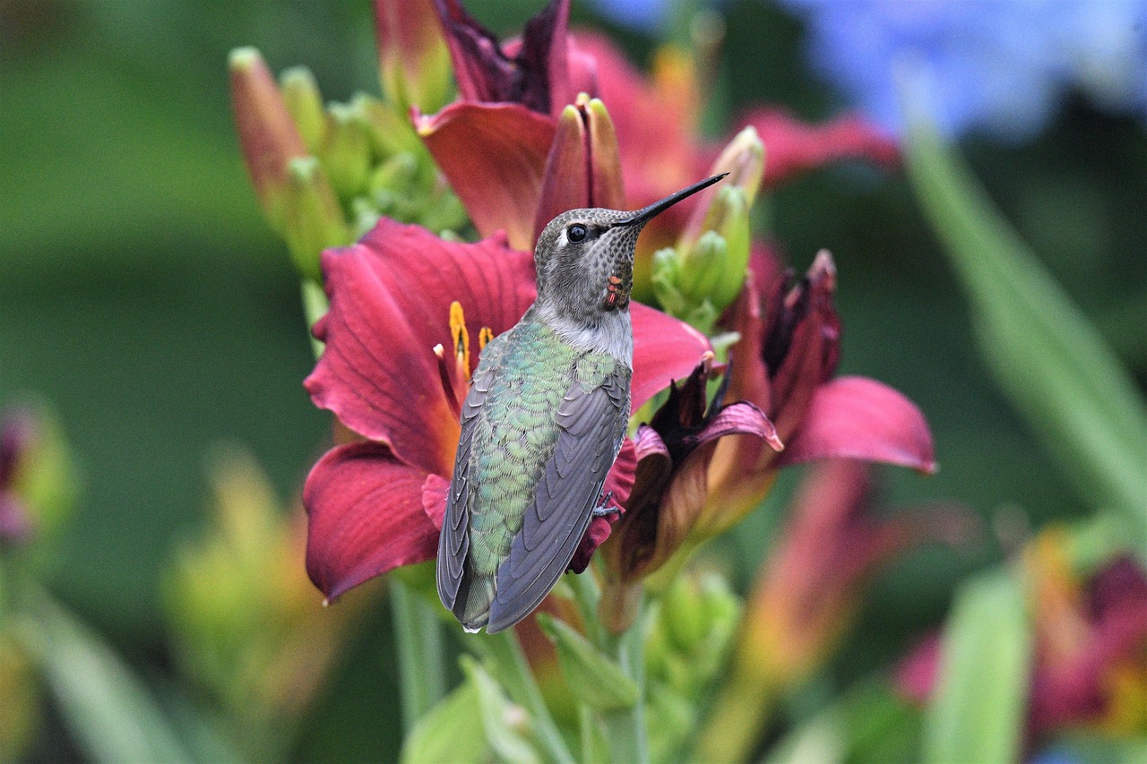 Reading the Signs: How to Tell If Your Garden Is Actually Working for Hummingbirds