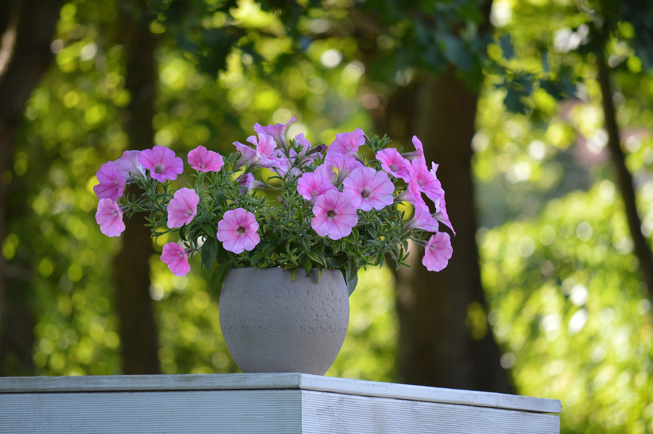 Small Space, Big Impact: Choosing Container Plants That Hummingbirds Can't Resist