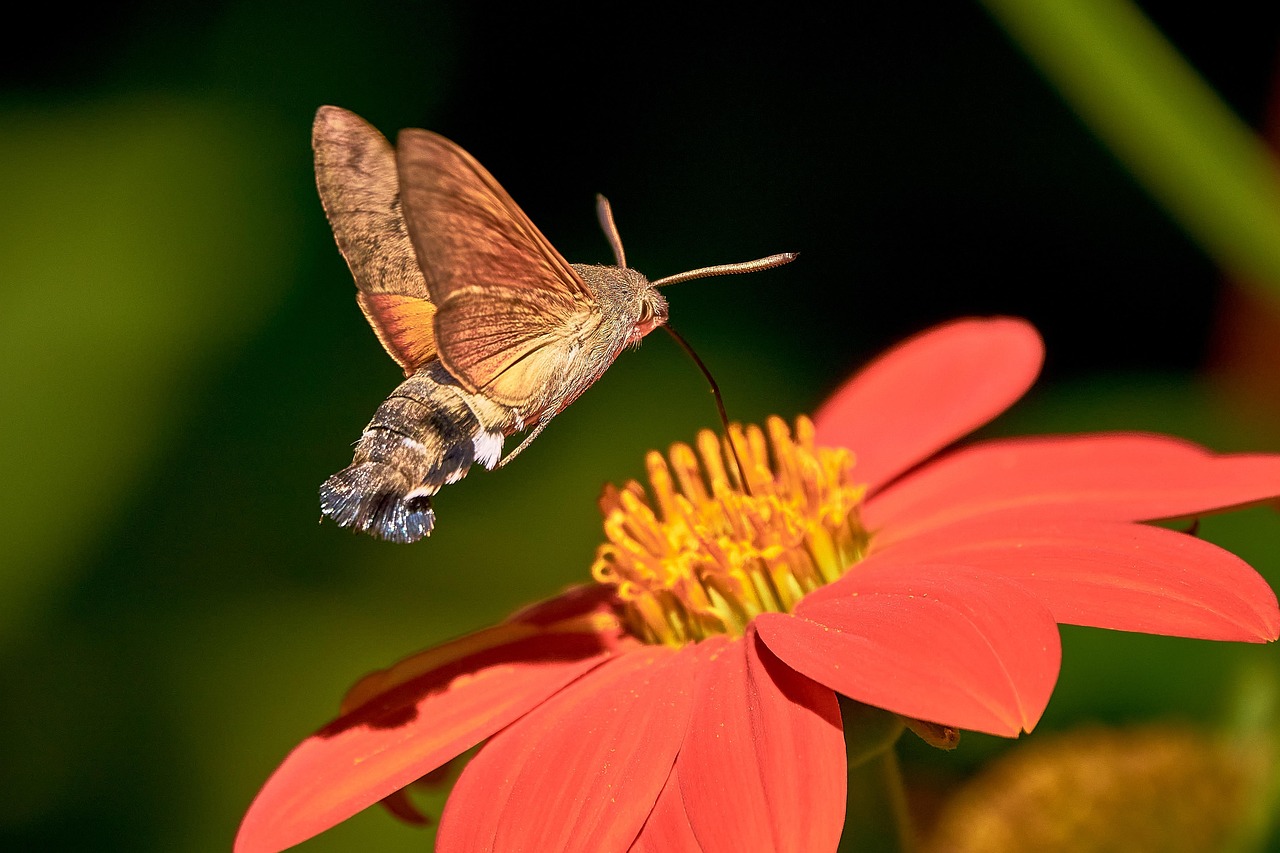 The Hummingbird Highway: Turning a Narrow City Balcony Into a Pollinator Pit Stop